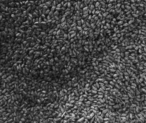 Cassia Tora Seeds